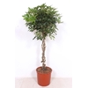 Schefflera Compacta