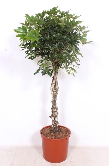 <h4>Schefflera Compacta</h4>