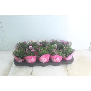 DIANTHUS PINK KISSES P11