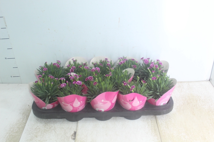 <h4>DIANTHUS PINK KISSES P11</h4>
