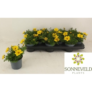 BID YELLOW CHARM
