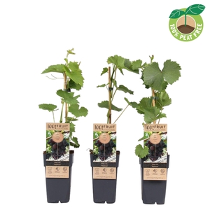 Vitis vinifera 'Vanessa', P15 (pitloos)