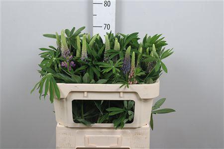 <h4>Lupinus</h4>