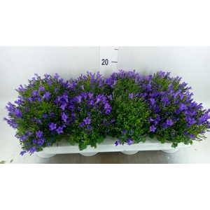 Campanula porten.