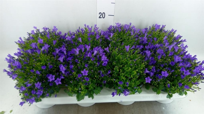 <h4>Campanula porten.</h4>