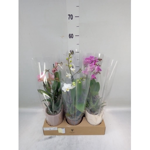 Arr.  Phalaenopsis  H%