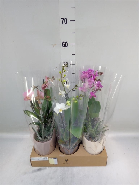 <h4>Arr.  Phalaenopsis  H%</h4>