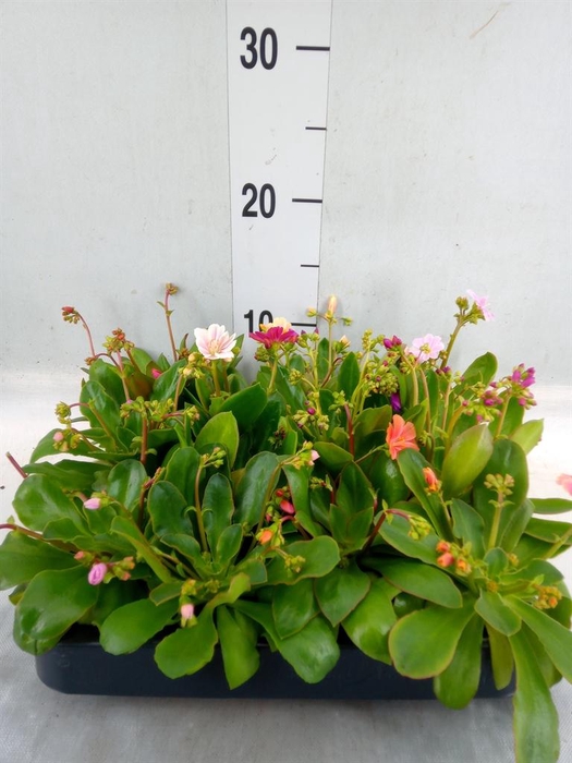 <h4>Lewisia cot.</h4>