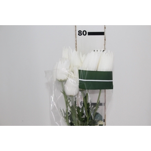 ANASTASIA HERRERA 080 CM BRANCO