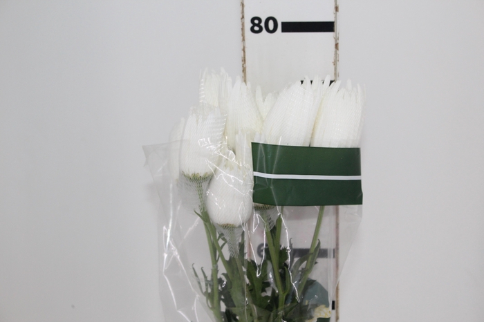 <h4>ANASTASIA HERRERA 080 CM BRANCO</h4>