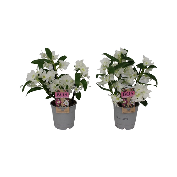 <h4>Dendrobium Nobilé, Apollon Wild 3-tak</h4>