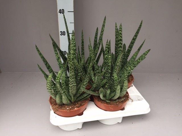 <h4>Gasteria carinata var. verrucosa</h4>