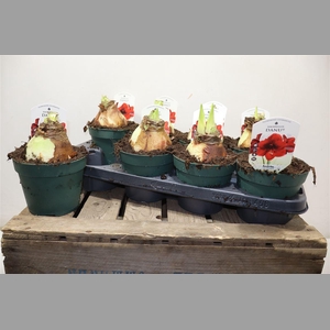 Hipp Di Amorita Danu