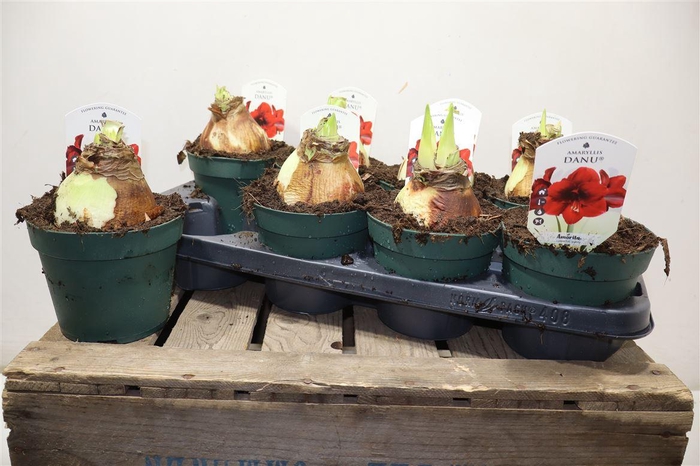 <h4>Hipp Di Amorita Danu</h4>