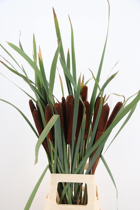 <h4>TYPHA LATIFOLIA(RIETSIGAAR)</h4>