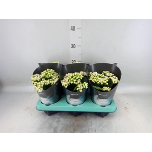 Kalanchoe blos. 'Supernova'