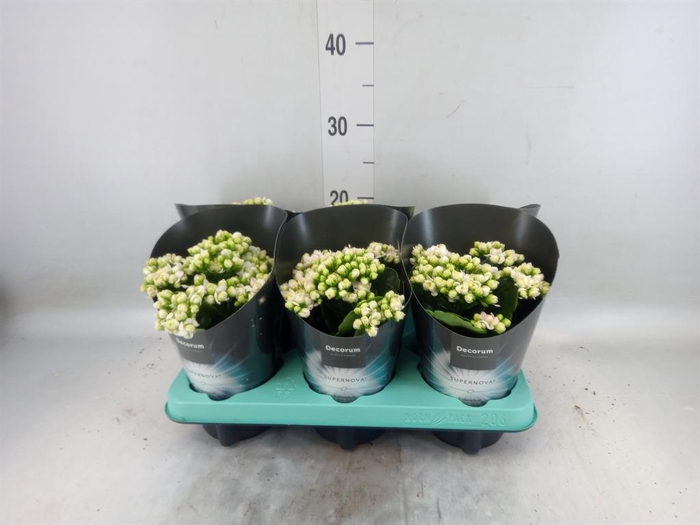 <h4>Kalanchoe blos. 'Supernova'</h4>