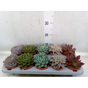 Echeveria   ...mix