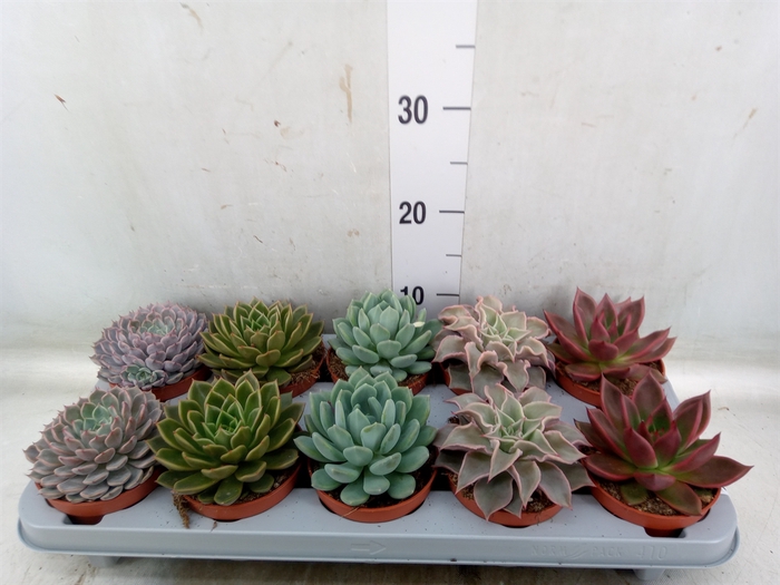 <h4>Echeveria   ...mix</h4>