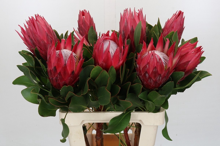 <h4>Protea Cynaroides Madiba</h4>