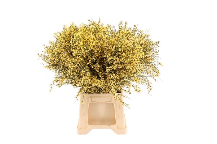 <h4>Ginster Geel 400 Gr</h4>