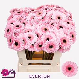 <h4>GE MI EVERTON</h4>