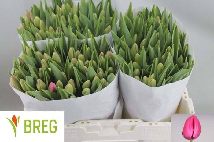 <h4>TU EN CAROLA</h4>