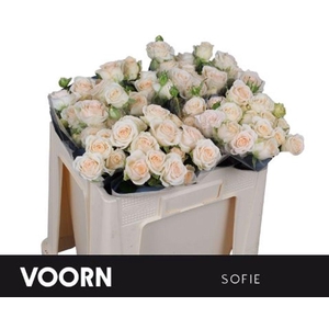 Rosa spray sofie