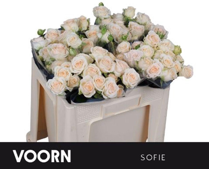 <h4>Rosa spray sofie</h4>