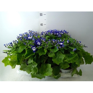 Pericallis cr. 'Senetti Magenta Bi'