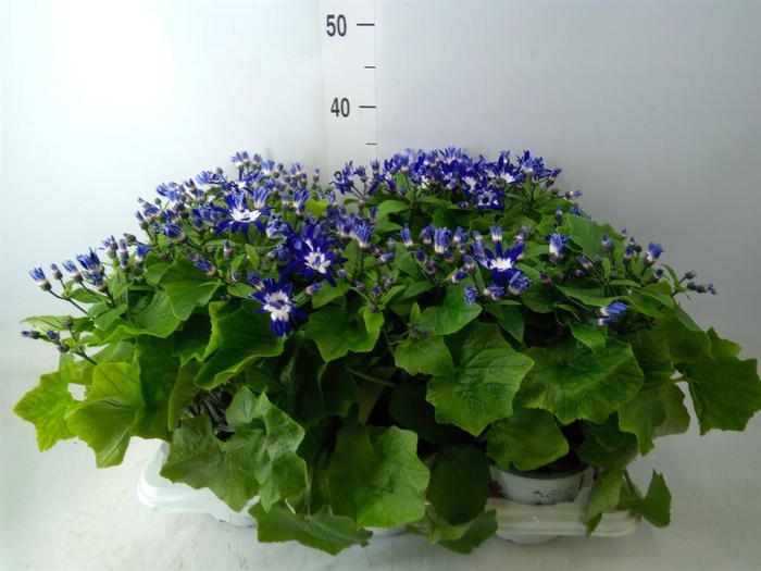 <h4>Pericallis cr. 'Senetti Magenta Bi'</h4>