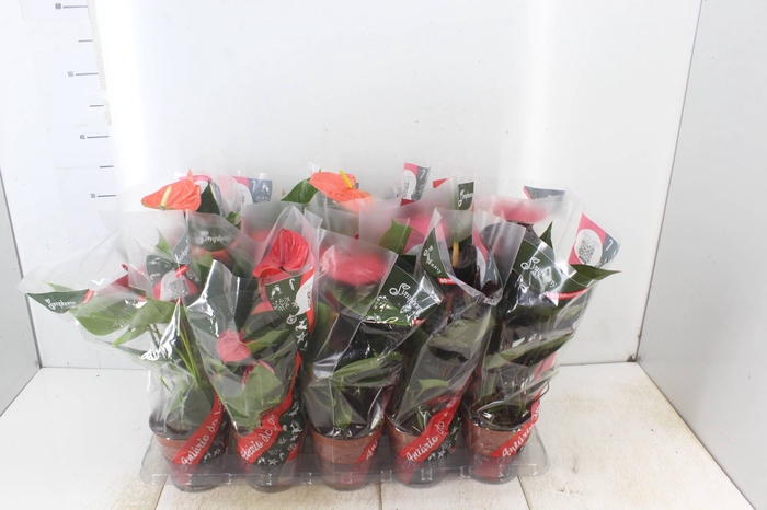 <h4>ANTHURIUM VARIADO P12</h4>