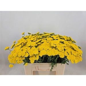 Achillea Moonshine
