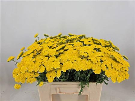 <h4>Achillea Moonshine</h4>