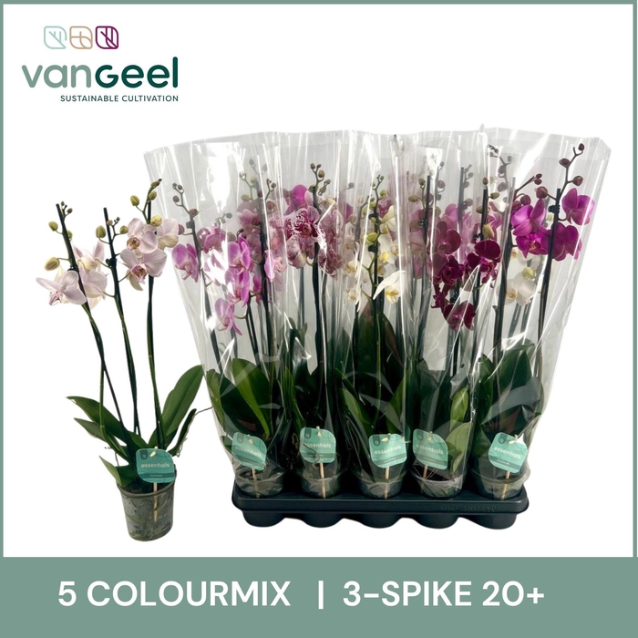<h4>PHAL GEM 5 KL</h4>