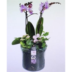 1534 PURPLE BLUE GLAS PHAL