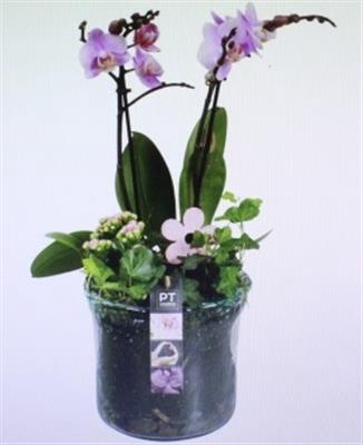 <h4>1534 PURPLE BLUE GLAS PHAL</h4>