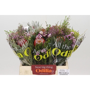 BQ Banksia Coccinea SFB