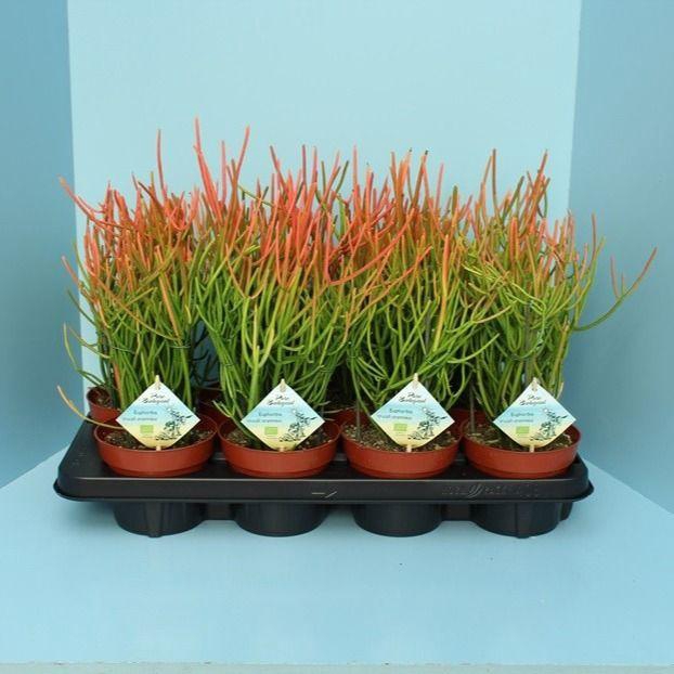 <h4>Bio Euphorbia tirucalli stramineus 50-STRAM13</h4>