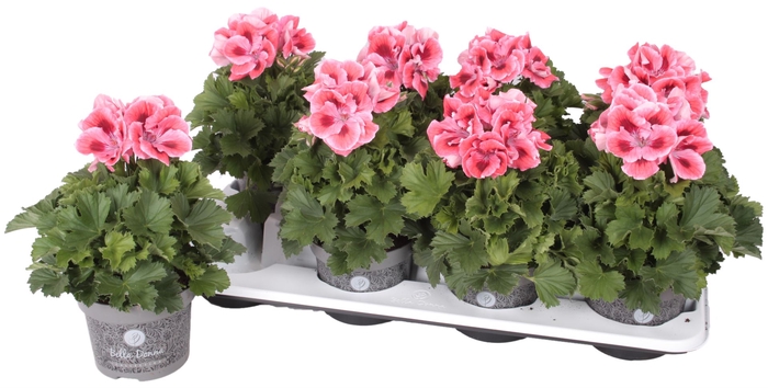 <h4>Pelargonium Pelargonium Grandifloru</h4>