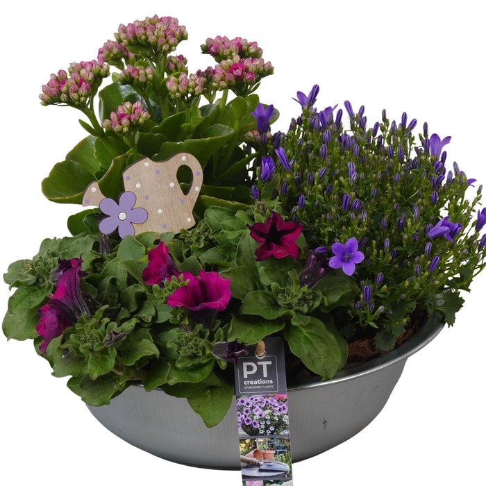 <h4>PTPP6857 Arrangement Patio in metalen schaal</h4>