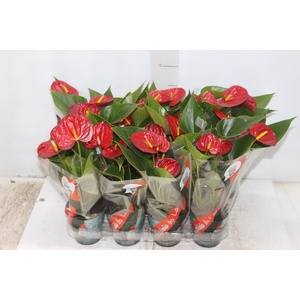 ANTHURIUM RED SUCCESS P09