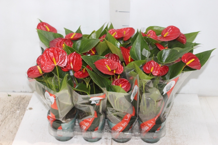 <h4>ANTHURIUM RED SUCCESS P09</h4>