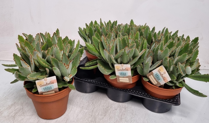 <h4>KALANCHOE TOMENTOSA</h4>