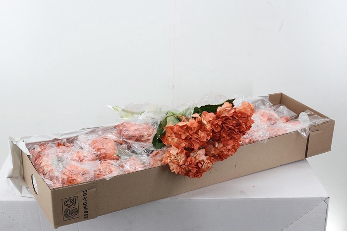 <h4>Hydr Durazno Box</h4>