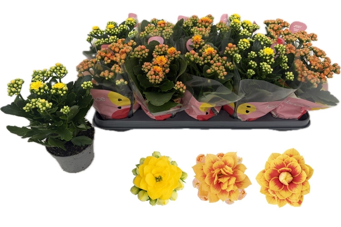 <h4>KALAN CALAN MIX QUEEN</h4>