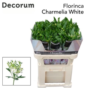 Alstro. Flor. Charmelia White