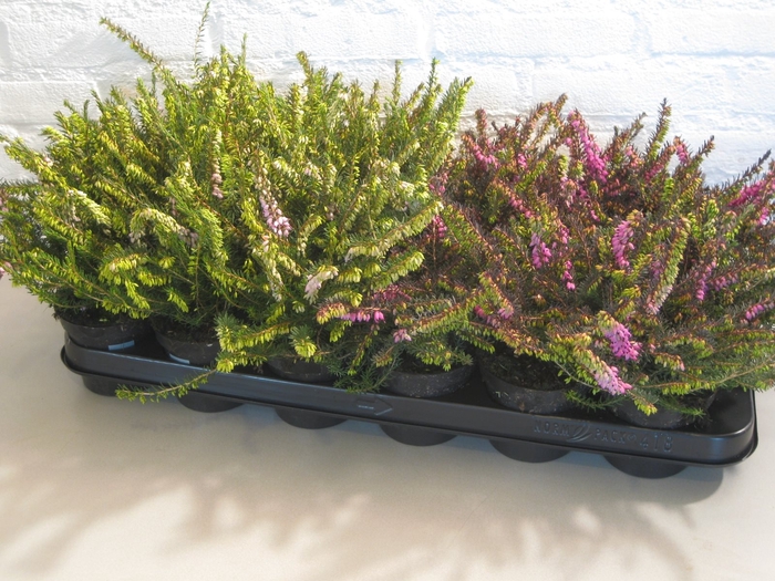 Erica darleyensis 'Kramer's Rote' C2