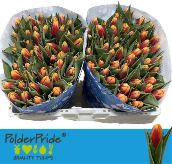 <h4>Tu En Soprano</h4>