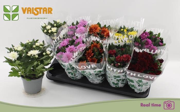 <h4>CHRYS GEM 7 KL</h4>